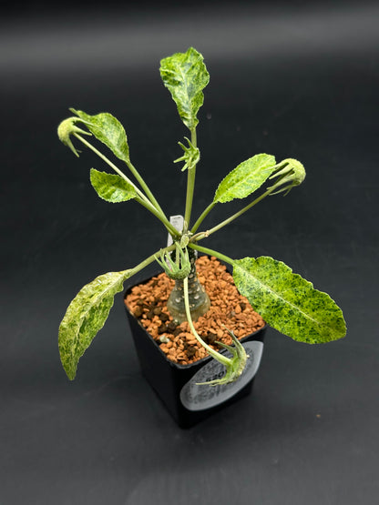 Dorstenia Lavrani Variegated Hybrid (520w120)