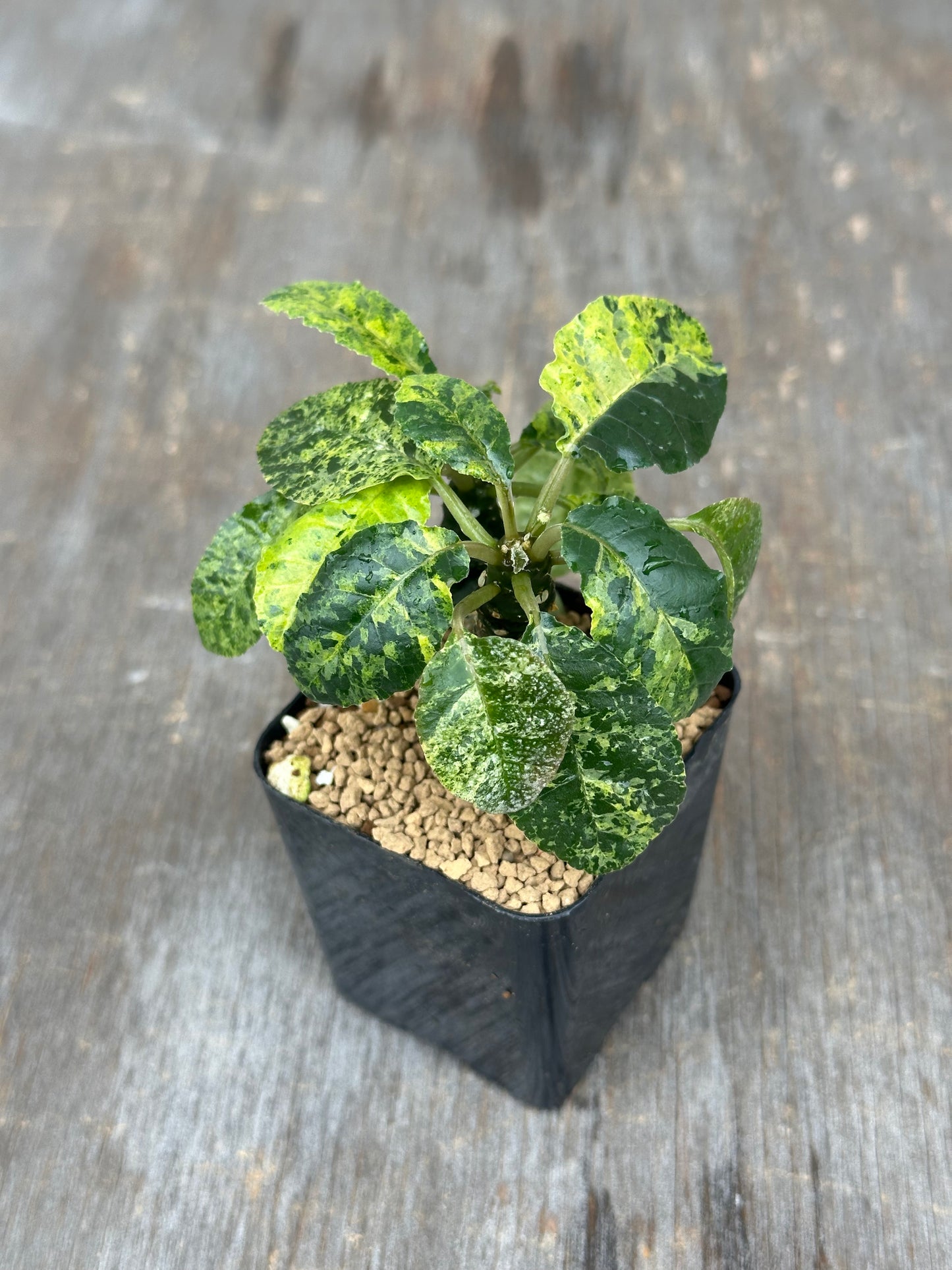 Dorstenia Lavranii x Foetida Hybrid Variegated 803WEB013