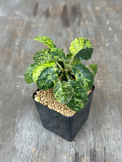 Dorstenia Lavranii x Foetida Hybrid Variegated 803WEB013