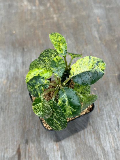 Dorstenia Lavranii x Foetida Hybrid Variegated 803WEB013