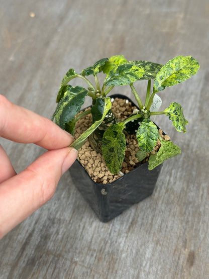 Dorstenia Lavranii x Foetida Hybrid Variegated 803WEB013