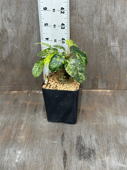Dorstenia Lavranii x Foetida Hybrid Variegated 803WEB013