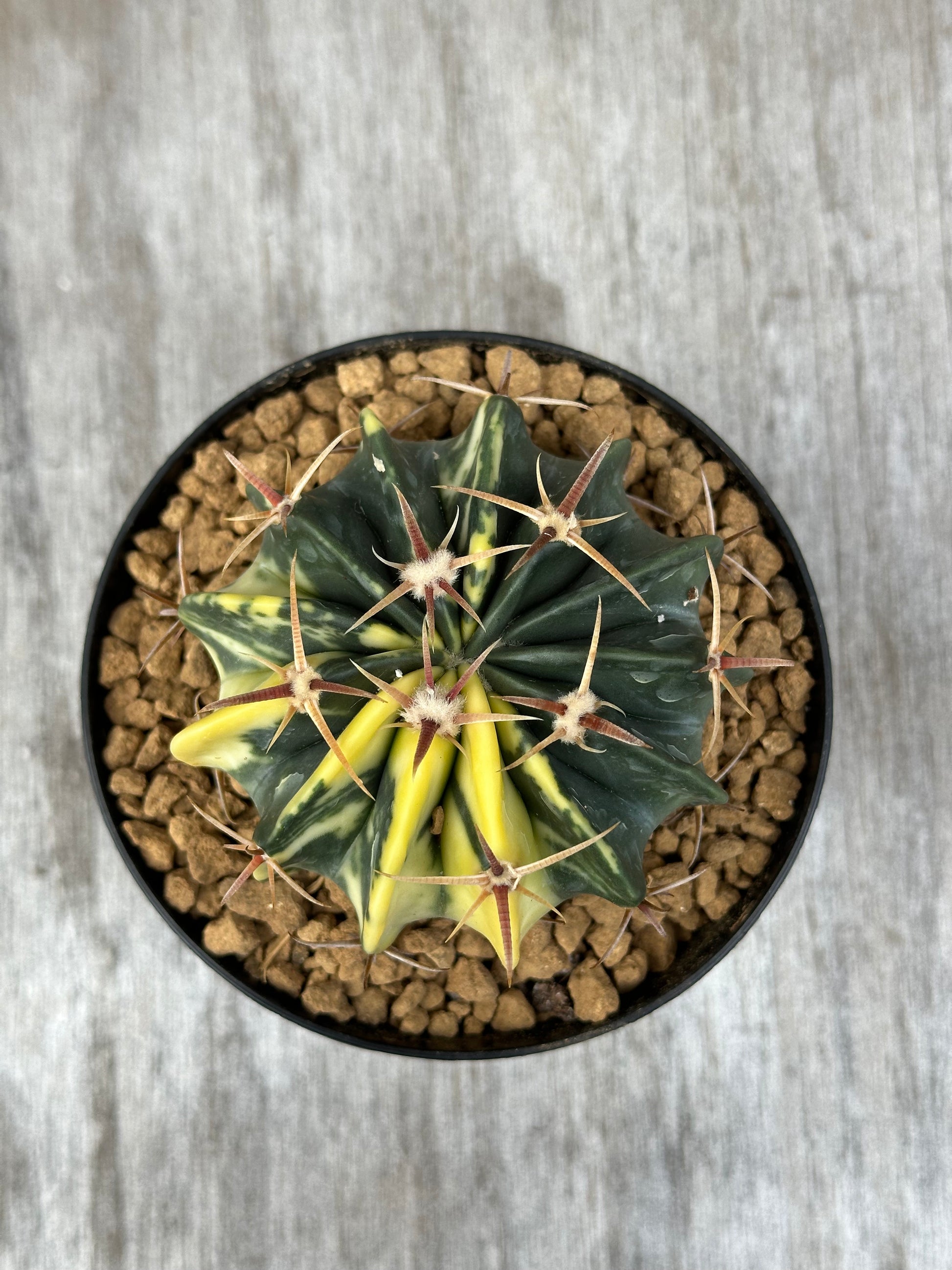 Variegated Echinocactus Texensis in a pot, showcasing its unique spines and succulent structure, perfect for collectors and enthusiasts from Next World Exotics.