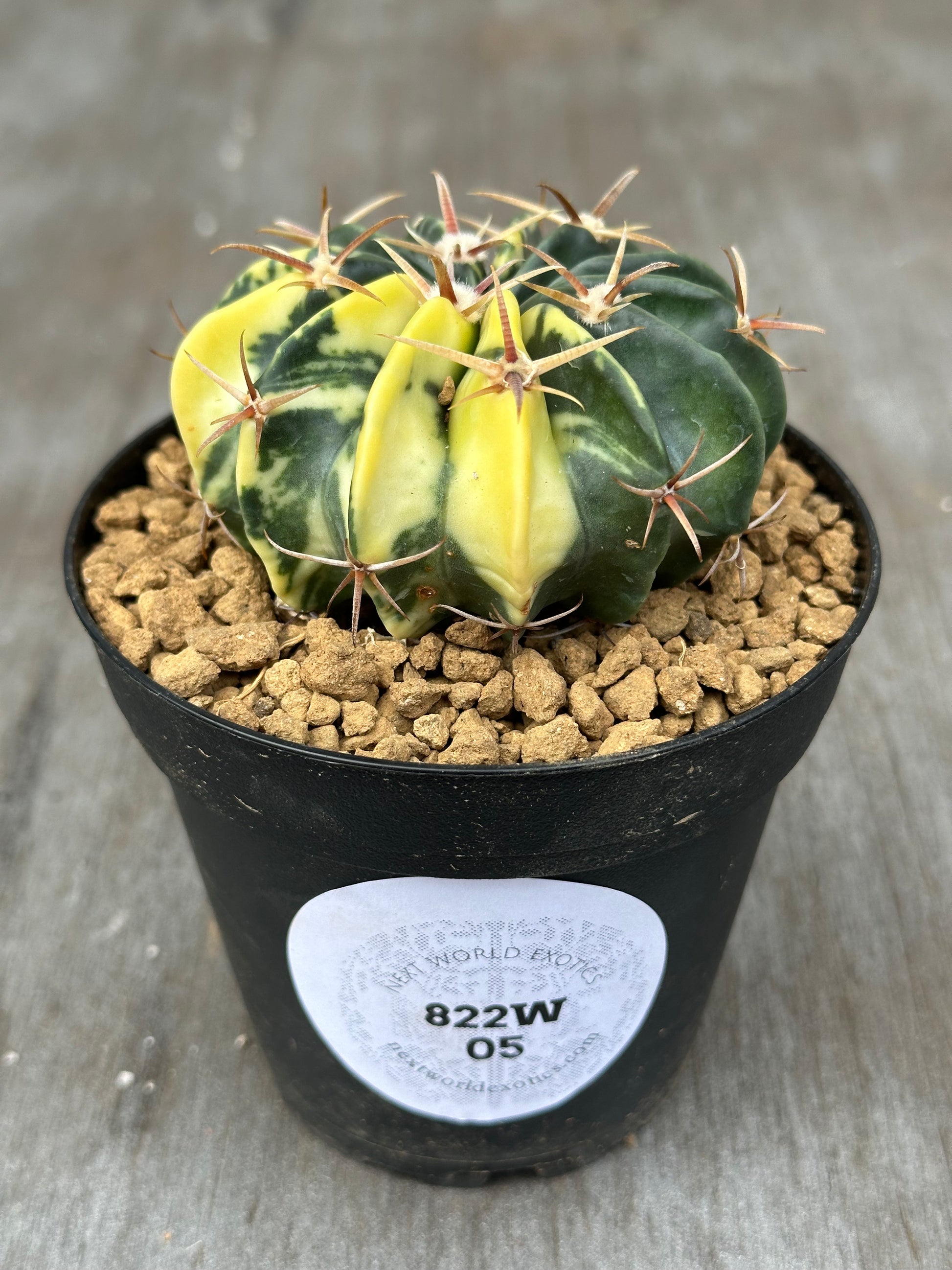 Echinocactus Texensis Variegated (822W05) in a decorative pot, showcasing its distinct spines and lush, textured foliage. Ideal for collectors of rare, exotic houseplants.