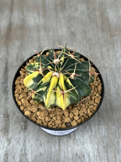 Echinocactus Texensis Variegated (822W05) in a pot, showcasing its unique spines and variegated patterns, ideal for exotic houseplant enthusiasts.