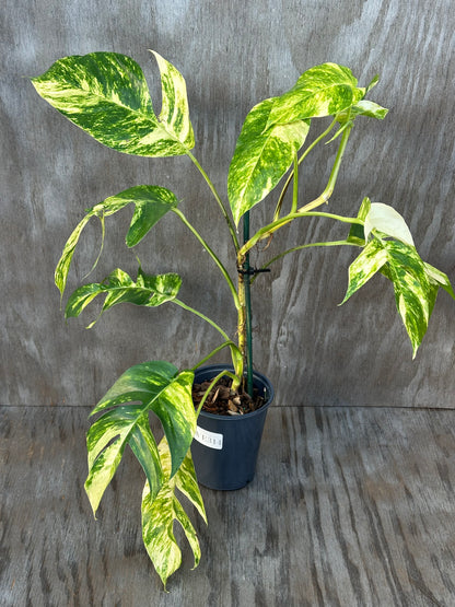 Epipremnum Pinnatum cv. 'Yellow Flame' in a 4 pot, showcasing variegated, large oblong leaves, perfect for tropical houseplant enthusiasts.