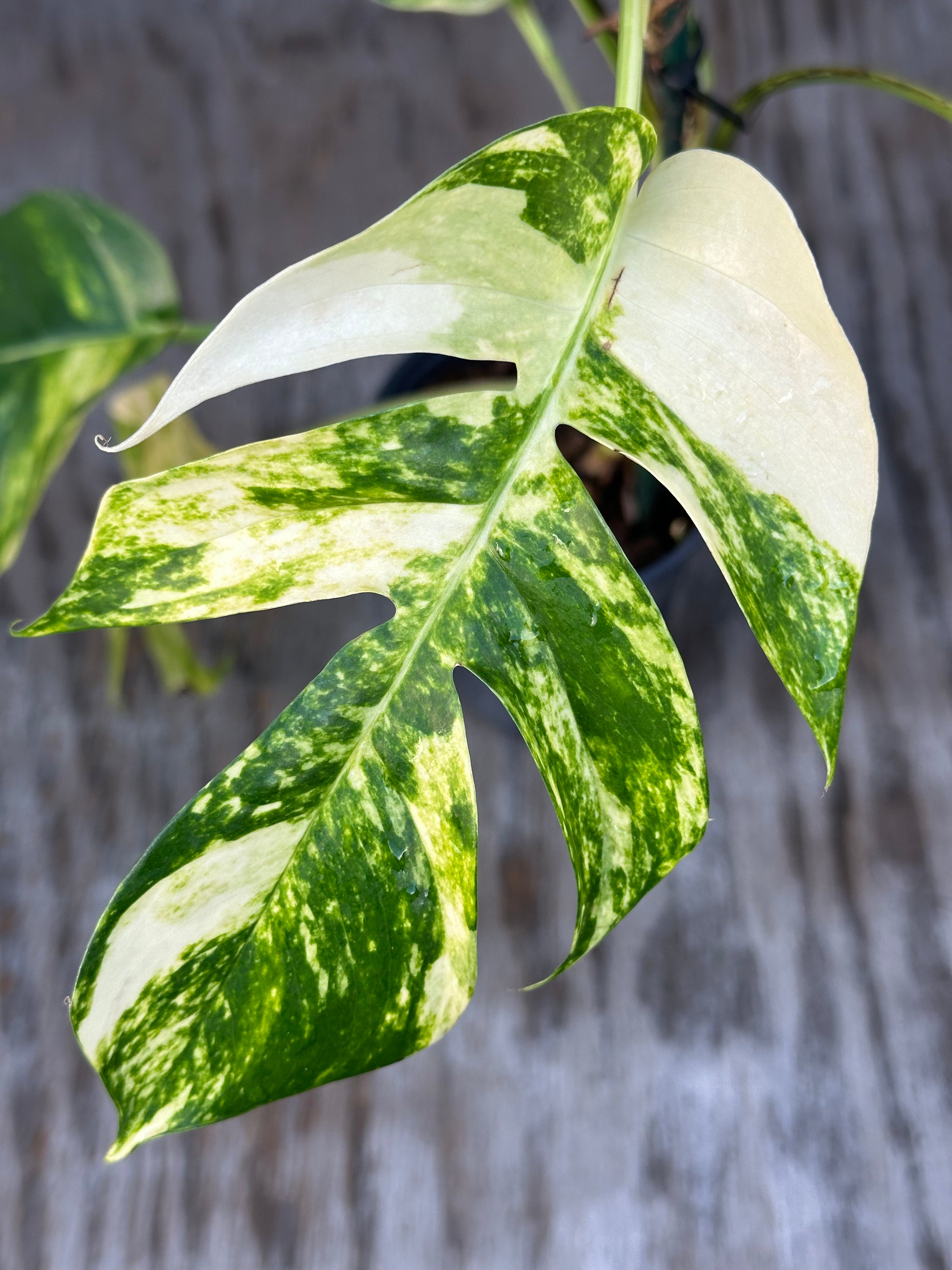 Epipremnum Pinnatum cv. 'Yellow Flame' with large, variegated oblong leaves in a 4 pot, showcased for its unique leaf patterns and exotic appeal.