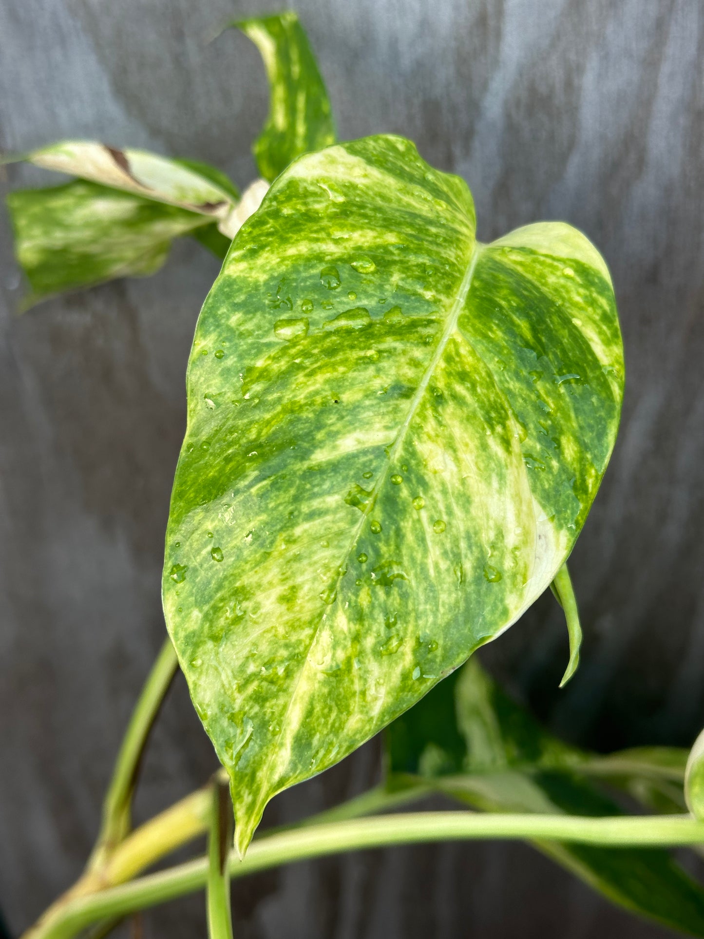 Epipremnum Pinnatum cv. 'Yellow Flame' with large variegated oblong leaves, highlighting intricate patterns, in a 4 pot from Next World Exotics.