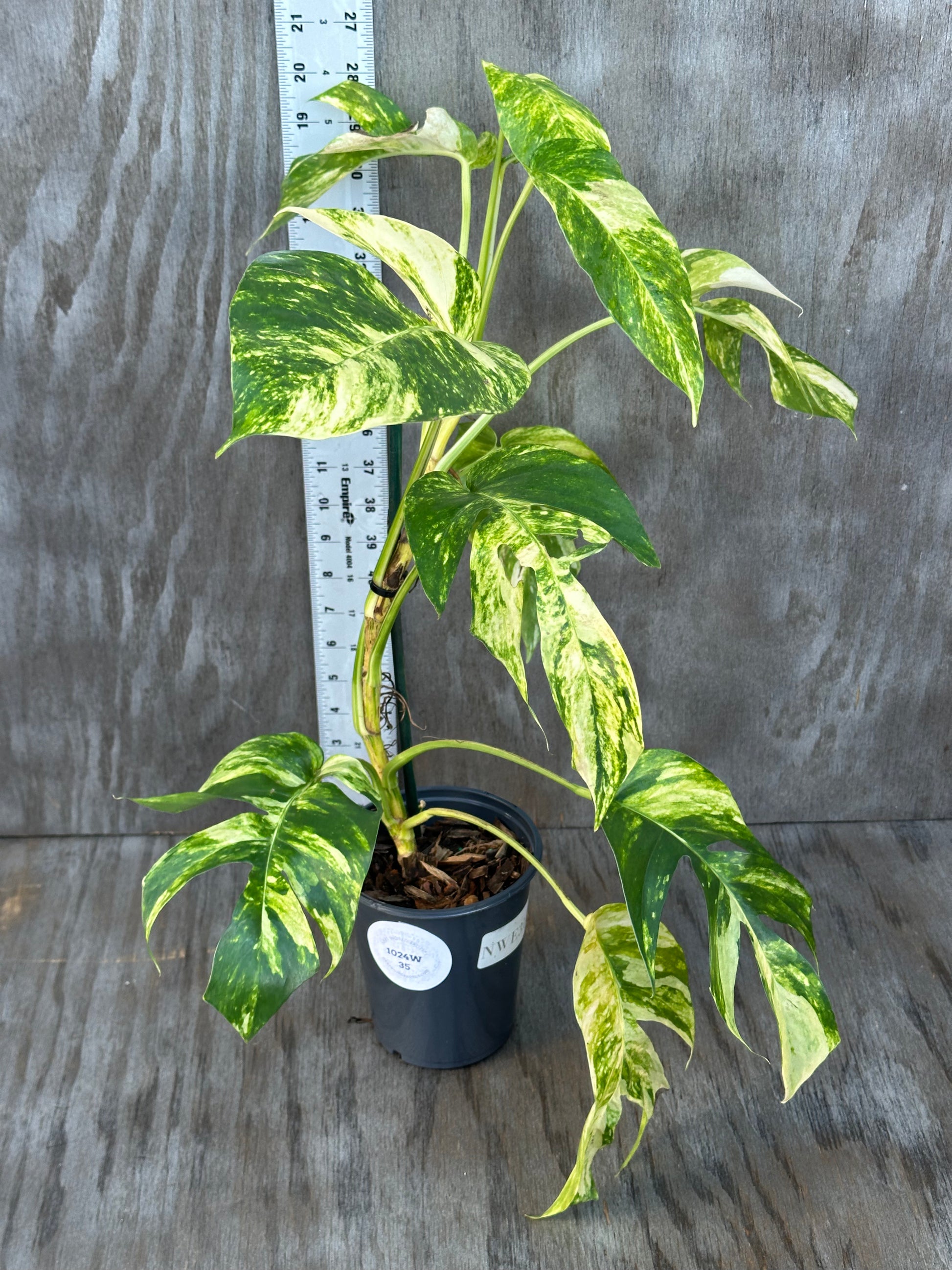 Epipremnum Pinnatum cv. 'Yellow Flame' (1024W35) in a 4 pot, featuring large, variegated leaves on a wood surface.