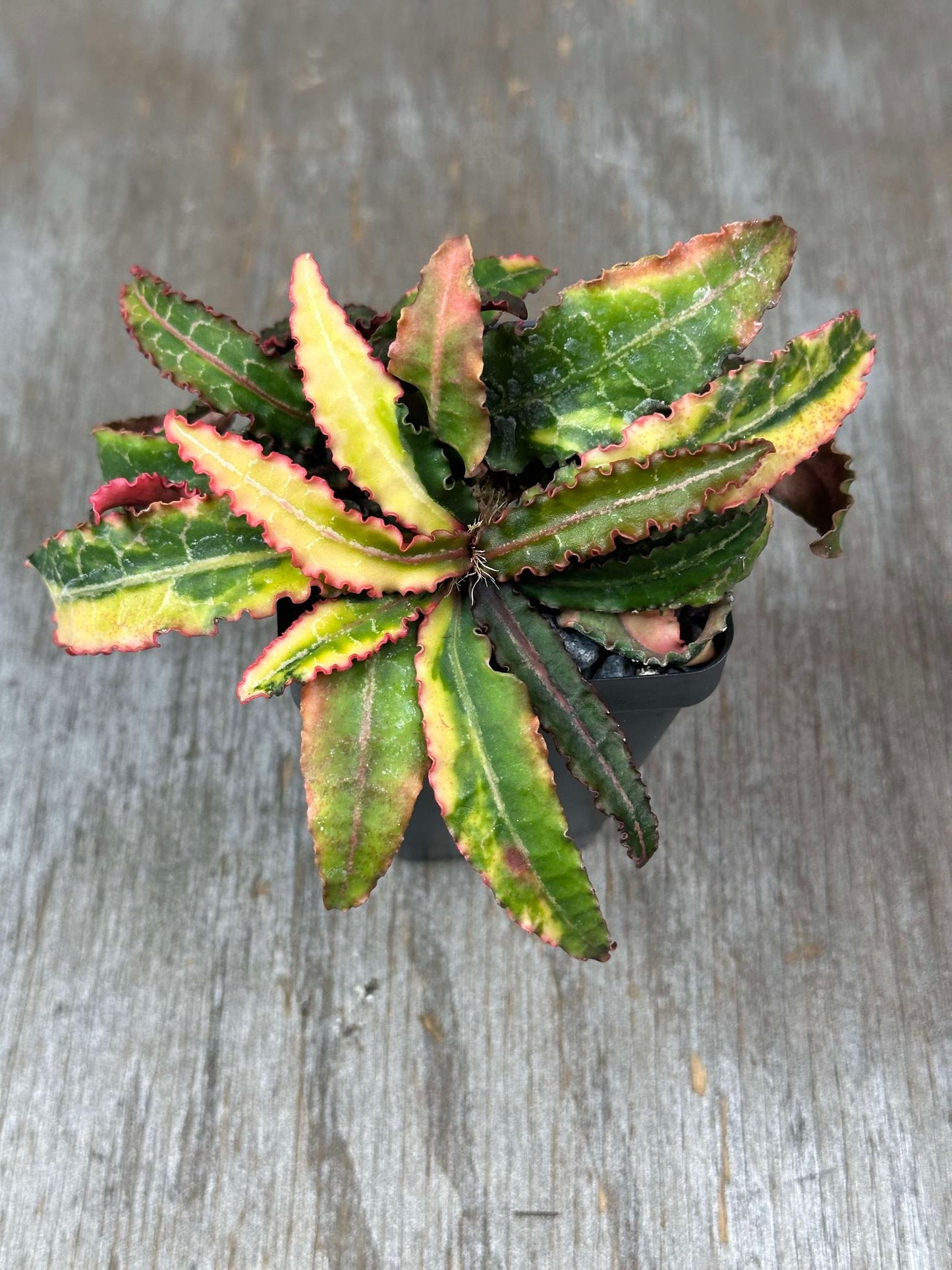 Euphorbia Francoisii 'Generation 1' variegated (EFG11) 🌱 in a 2.5-inch pot, featuring variegated, lanceolate leaves with a mix of green and pink hues.