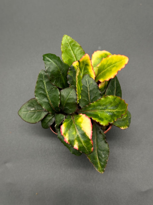 Euphorbia Francoisii 'Generation 1' Variegated plant with distinct green and yellow variegated leaves, displayed in a 2.5-inch pot.