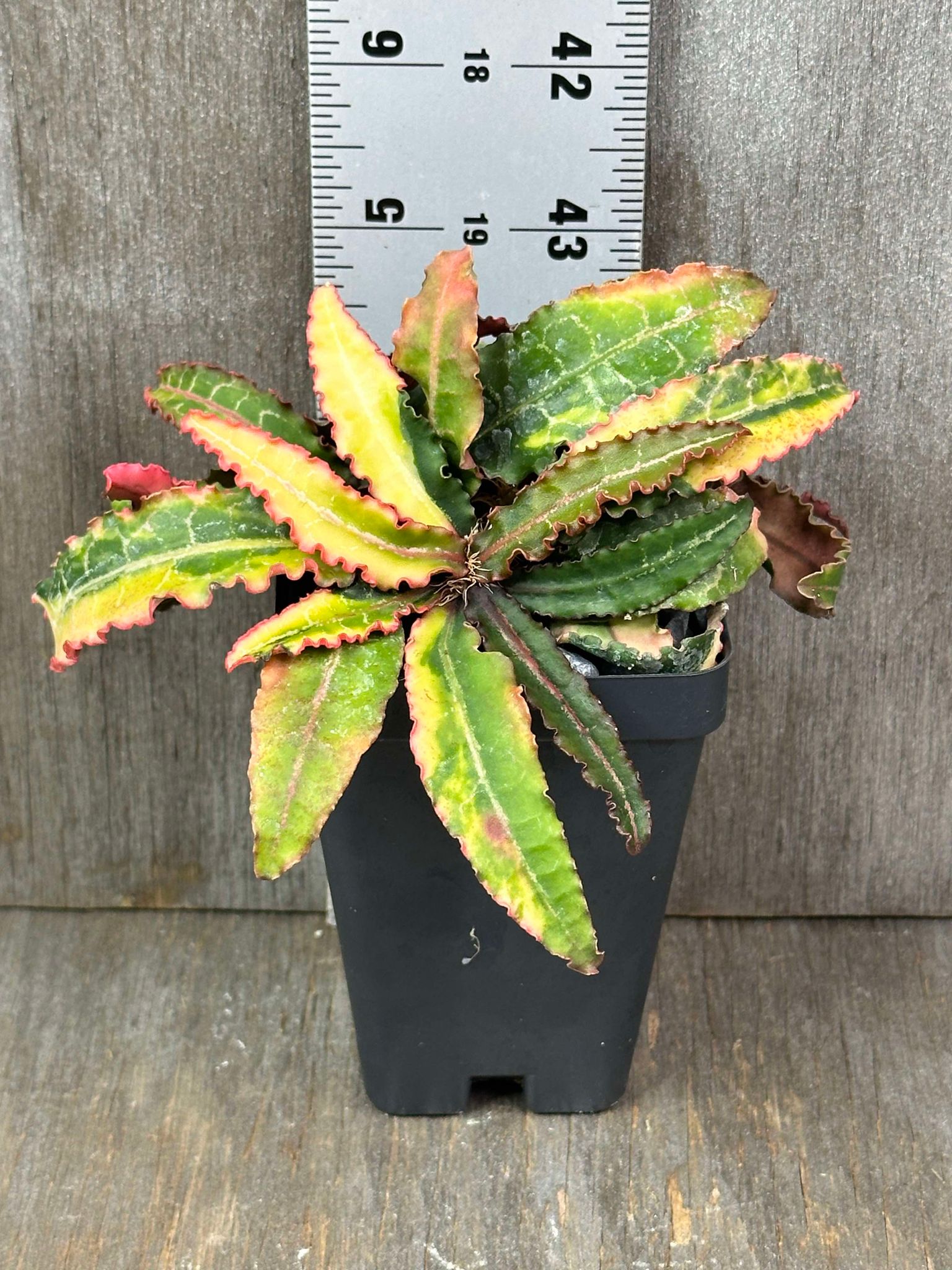 Euphorbia Francoisii 'Generation 1' variegated (EFG11) in a 2.5-inch pot, showcasing thick branches and variegated lanceolate leaves.