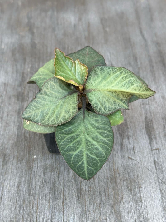 Euphorbia Francoisii 'Generation 2' Green in a 2.25-inch pot, showcasing its vibrant leaves on a wooden surface, emphasizing the plant's lush foliage.