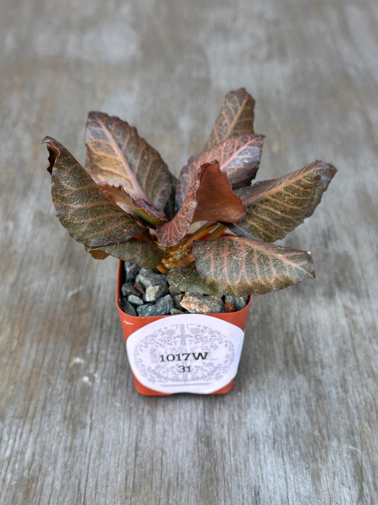 Euphorbia Francoisii 'Generation 2' Red in a 2-inch pot with textured rocks and a label, showcasing vibrant, thick branches and lanceolate leaves.