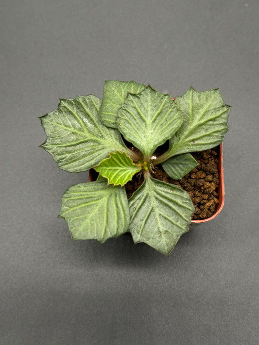 Euphorbia Francoisii 'Generation 3' Green in a 2-inch pot, showcasing maple-leaf shaped foliage with detailed leaf patterns, ideal for succulent enthusiasts.