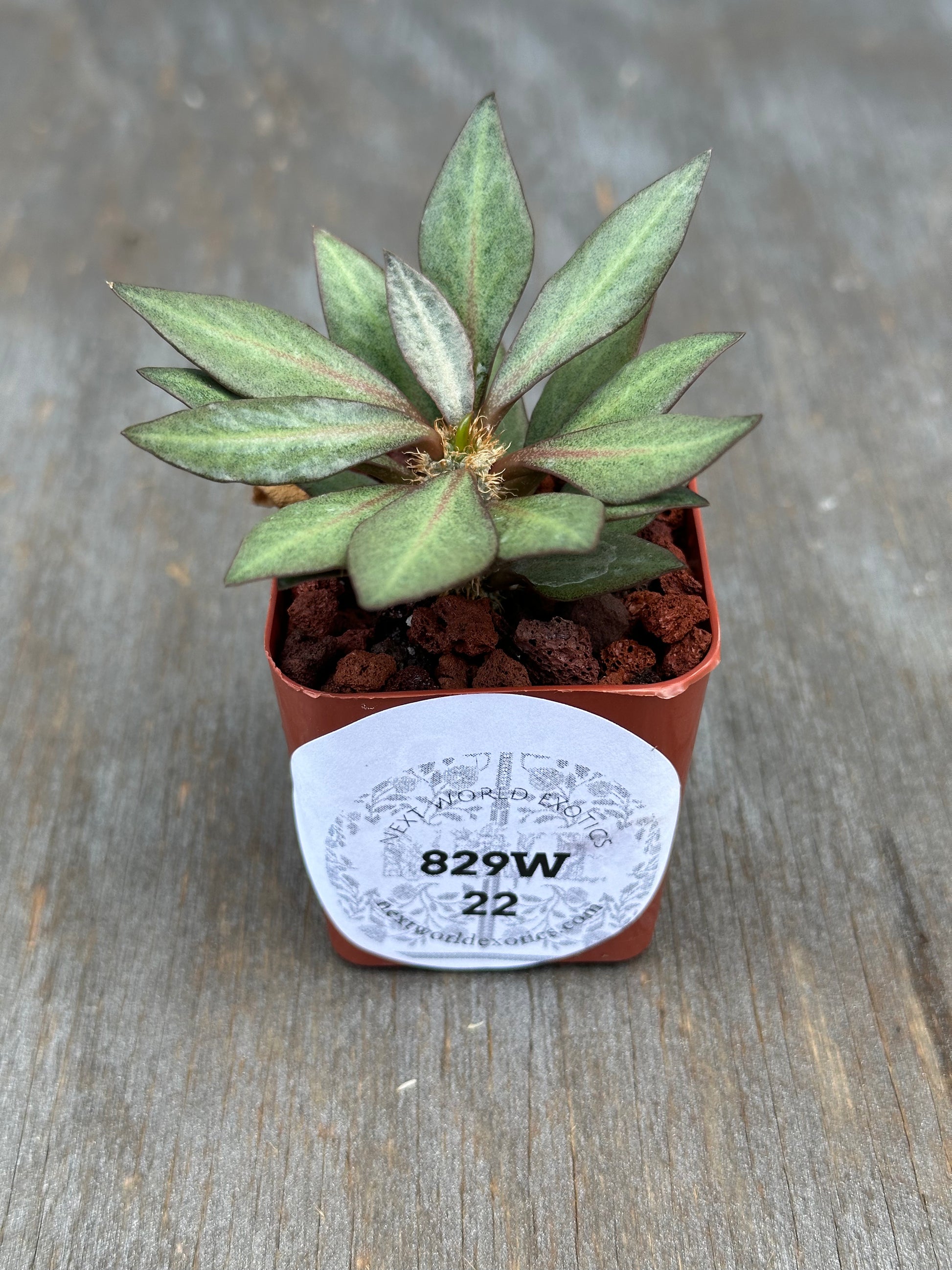 Euphorbia francoisii 'Generation 2' in a 2-inch pot with a label, showcasing its distinct lanceolate leaves and thick branches.