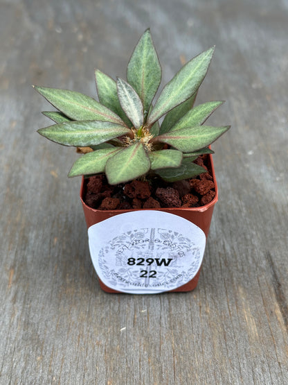 Euphorbia francoisii 'Generation 2' in a 2-inch pot with a label, showcasing its distinct lanceolate leaves and thick branches.
