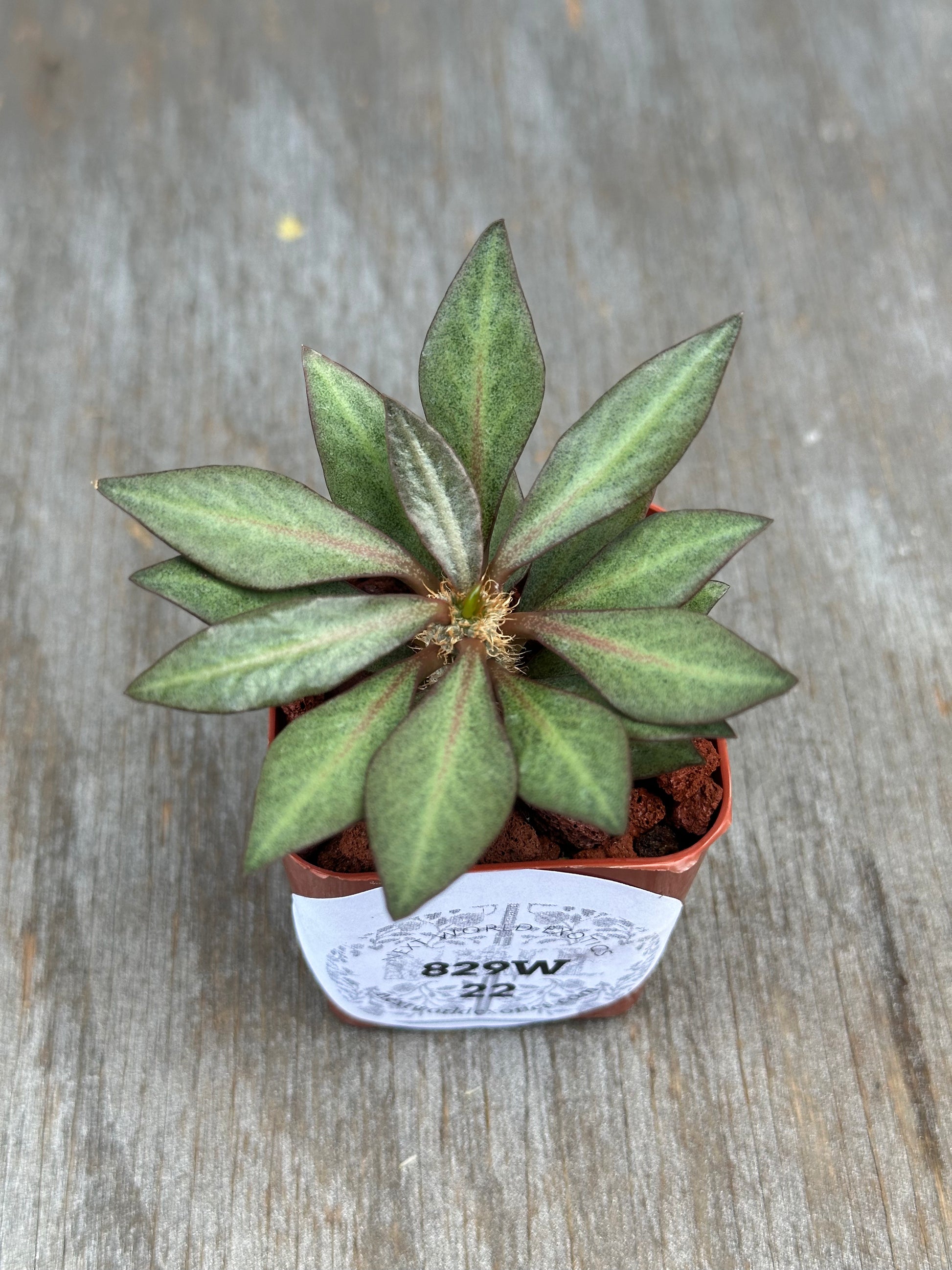 Euphorbia francoisii 'Generation 2' in a 2-inch pot, featuring thick branches and lanceolate leaves with a label.
