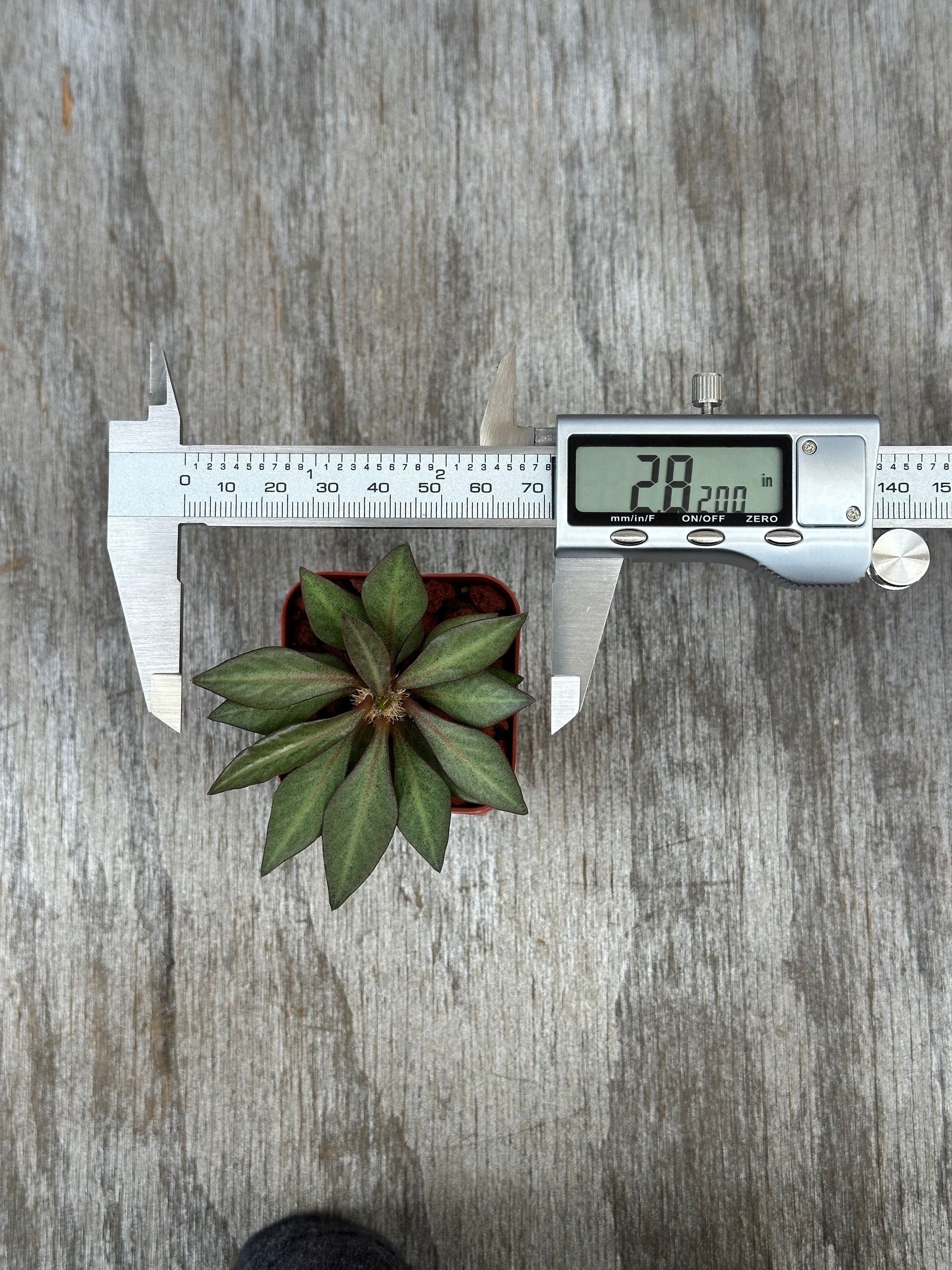 Euphorbia francoisii 'Generation 2' plant in a 2-inch pot on a wooden surface, measured with a digital caliper.
