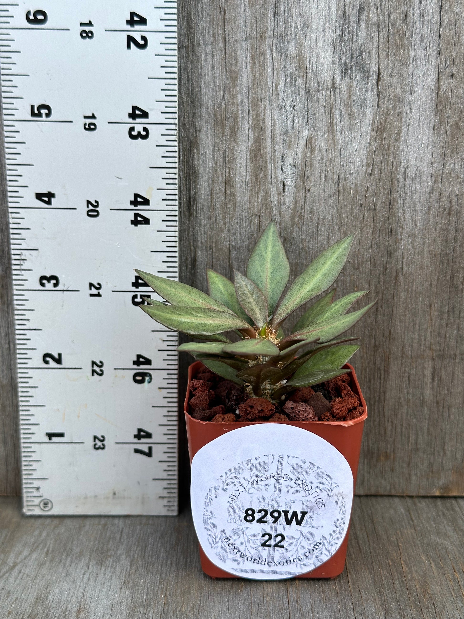 Euphorbia francoisii 'Generation 2' in a 2-inch pot with ruler for scale, showcasing its thick branches and lanceolate leaves.