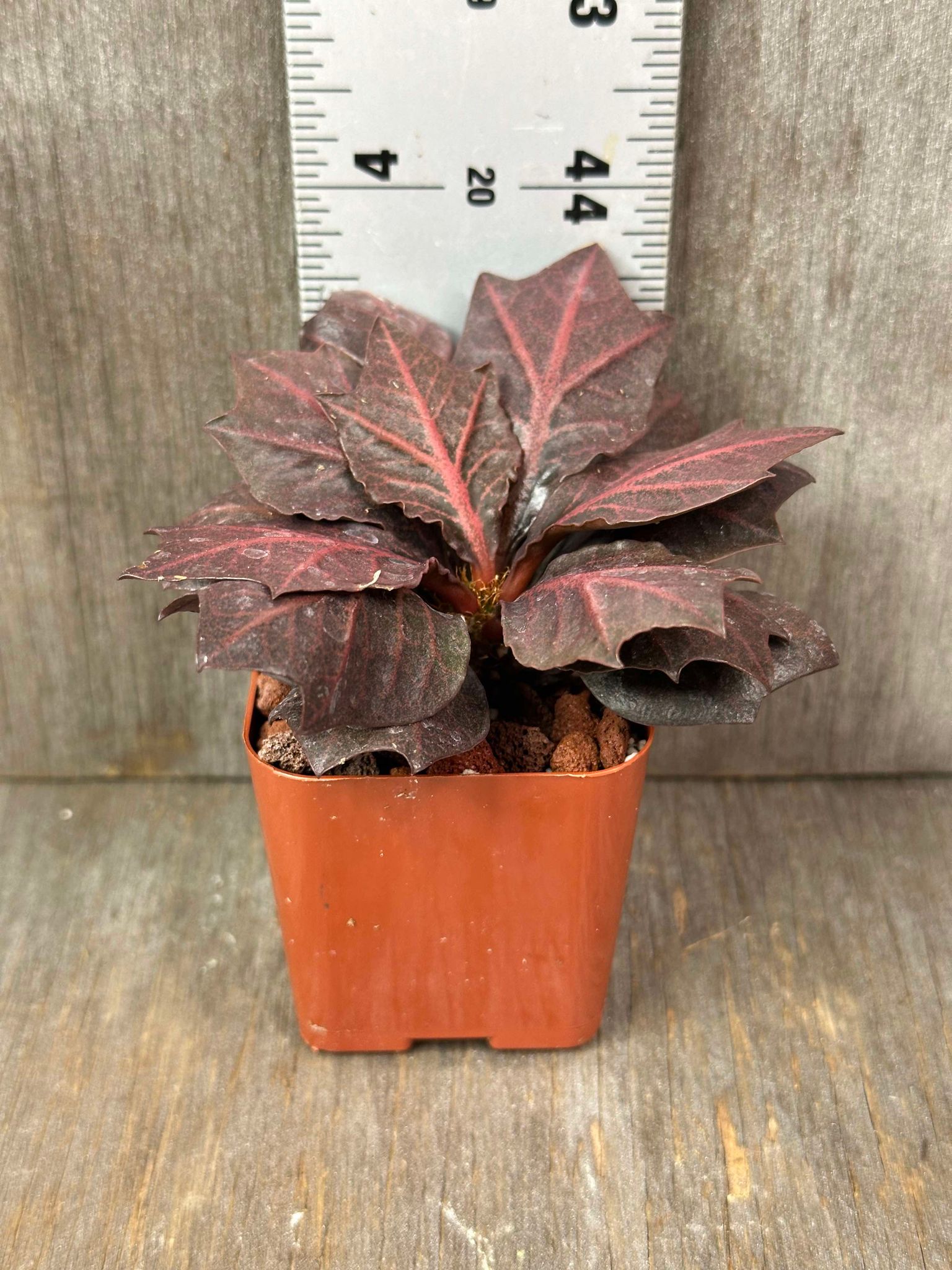 Euphorbia Francoisii 'Generation 3' Red (EFG32) in a 2.25-inch pot with a ruler for scale, showcasing its maple-leaf shaped foliage.