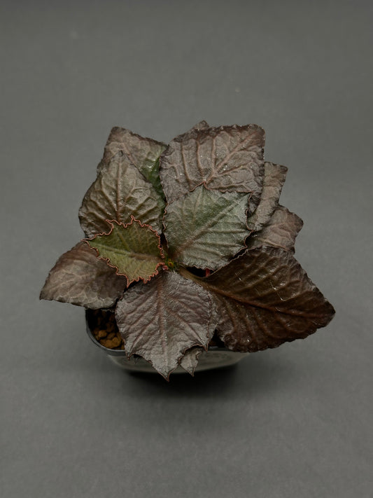 Euphorbia Francoisii 'Generation 3' Red in a 2-inch pot, showcasing maple-leaf shaped, lanceolate foliage with thick branches, native to Madagascar.