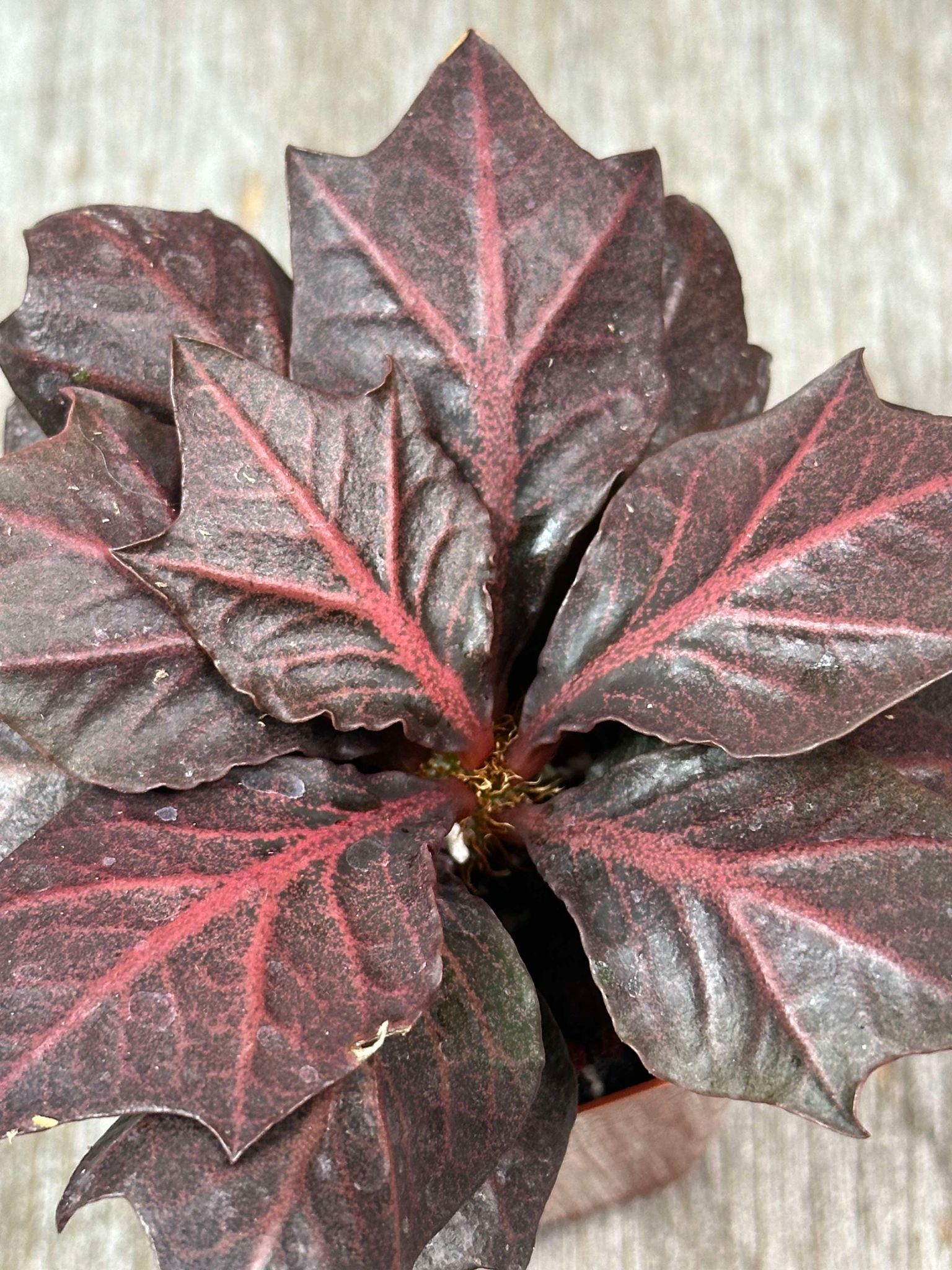 Euphorbia Francoisii 'Generation 3' Red (EFG32) 🌱 showing close-up of its intricate maple-leaf shaped foliage, growing in a 2.25-inch pot.