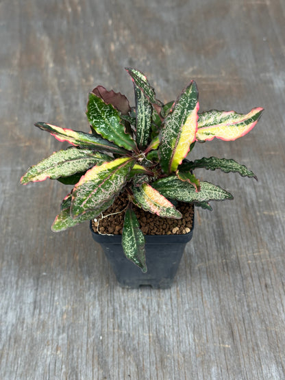 Euphorbia Francoisii Generation 1/2 Long Leaf Variegated 727WEB077