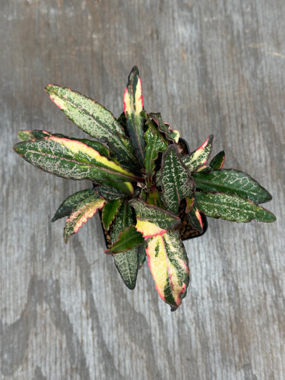 Euphorbia Francoisii Generation 1/2 Long Leaf Variegated 727WEB077