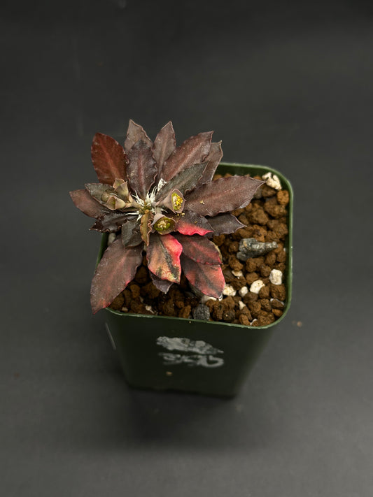 Euphorbia Francoisii 'Generation 1' Variegated in 2.5-inch pot, displaying a rosette of variegated leaves and emerging central buds.