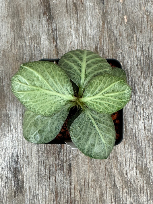 A small potted plant with four broad, wavy green leaves featuring prominent light veins, sitting in a black square plastic pot on a weathered gray wooden surface.