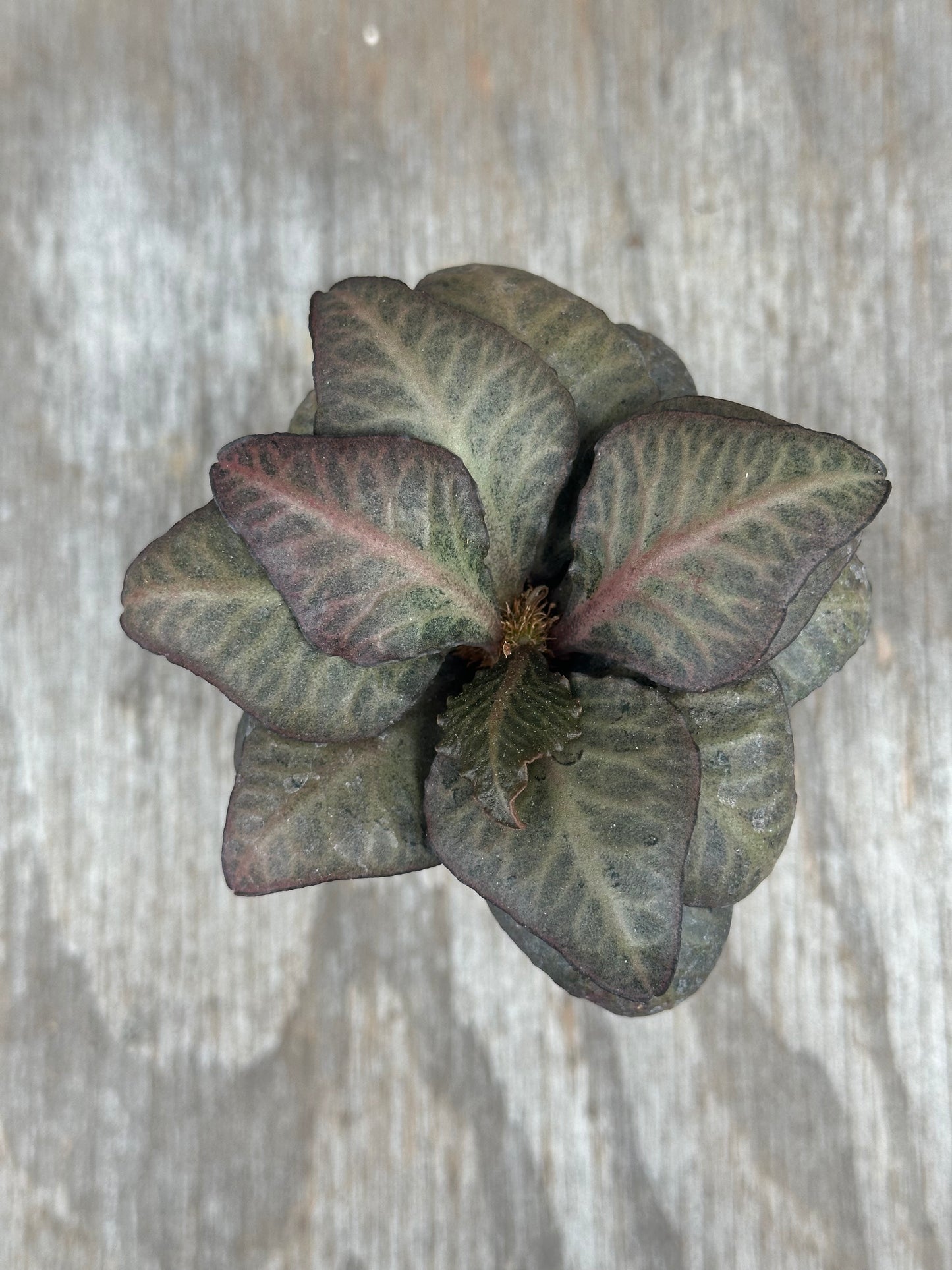 Euphorbia Francoisii Gen 2 Spade Blush 803WEB024