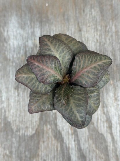 Euphorbia Francoisii Gen 2 Spade Blush 803WEB024