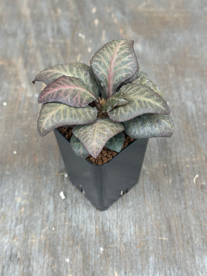 Euphorbia Francoisii Gen 2 Spade Blush 803WEB024