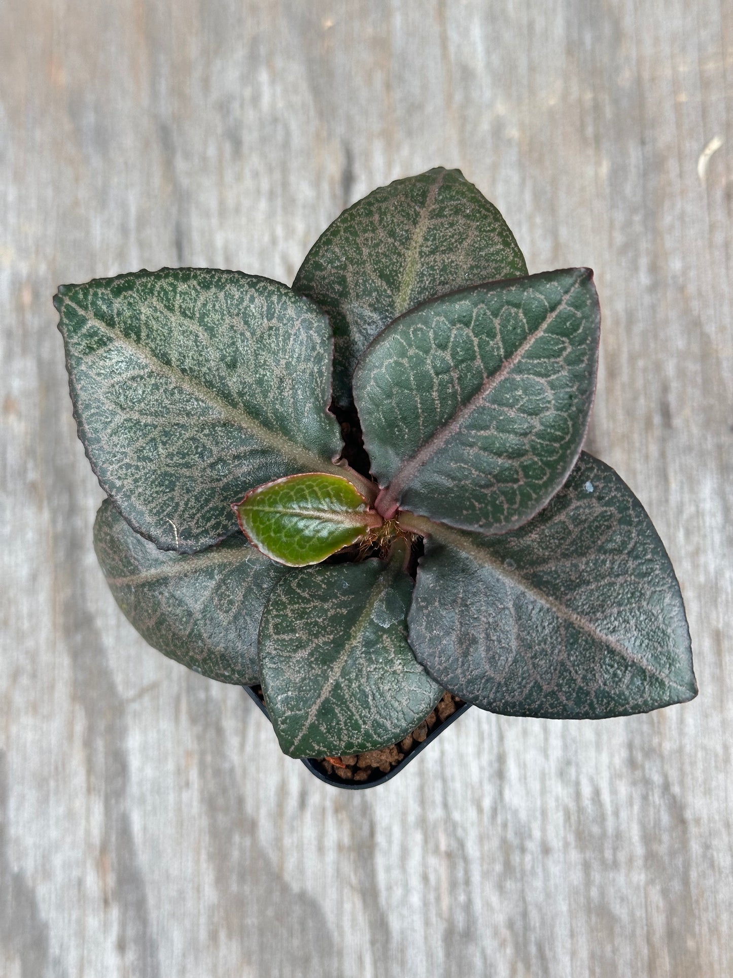 Euphorbia Francoisii Gen 2 Dark Spade 803WEB026