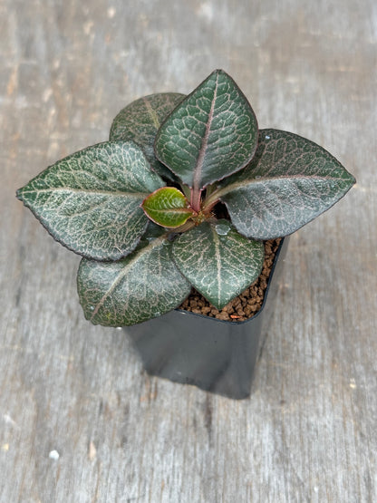 Euphorbia Francoisii Gen 2 Dark Spade 803WEB026