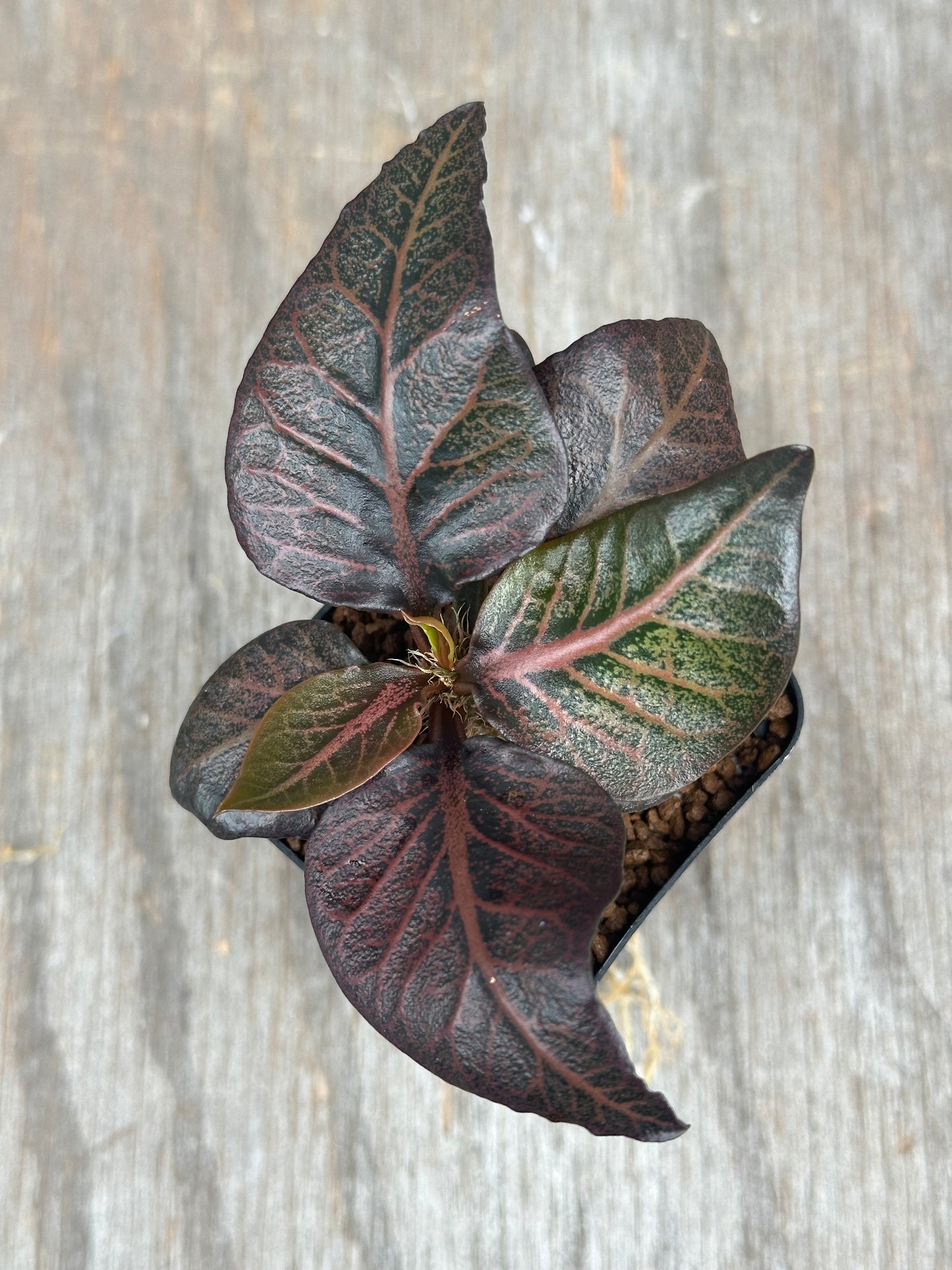 Euphorbia Francoisii Gen 2 Dark Spade 803WEB029