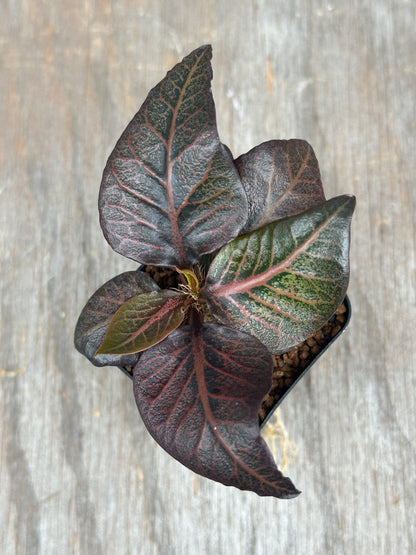 Euphorbia Francoisii Gen 2 Dark Spade 803WEB029