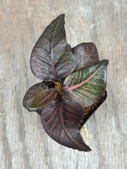 Euphorbia Francoisii Gen 2 Dark Spade 803WEB029