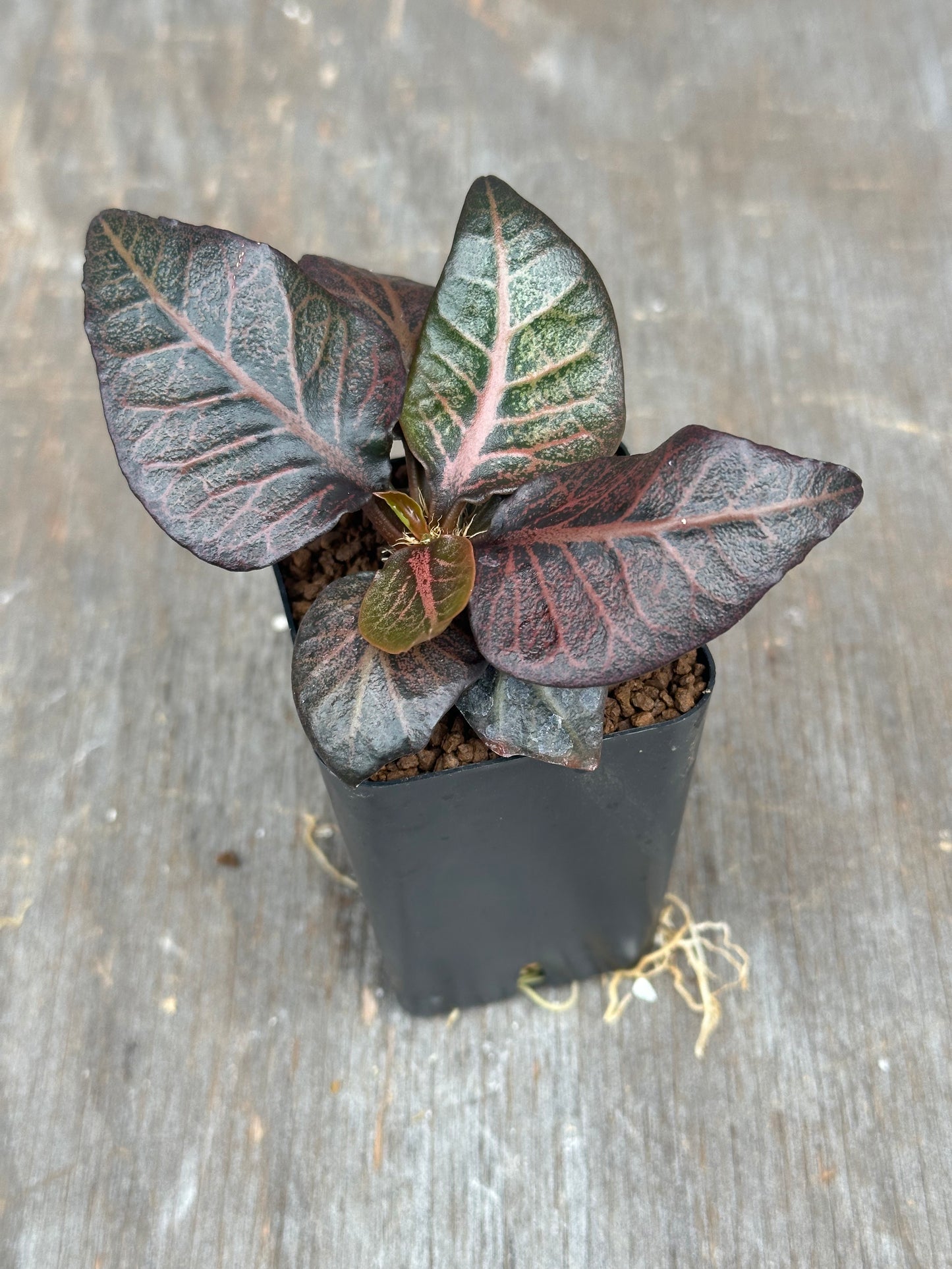 Euphorbia Francoisii Gen 2 Dark Spade 803WEB029