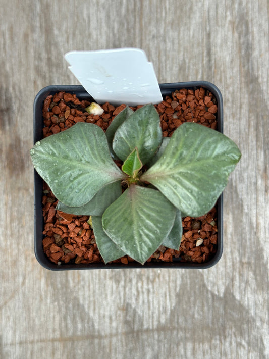 Euphorbia Francoisii Generation 2 Green Spade 727WEB032