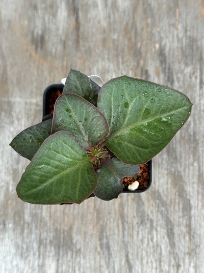 Euphorbia Francoisii Generation 2 Green Spade 727WEB034