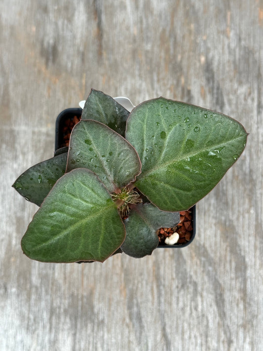 Euphorbia Francoisii Generation 2 Green Spade 727WEB034