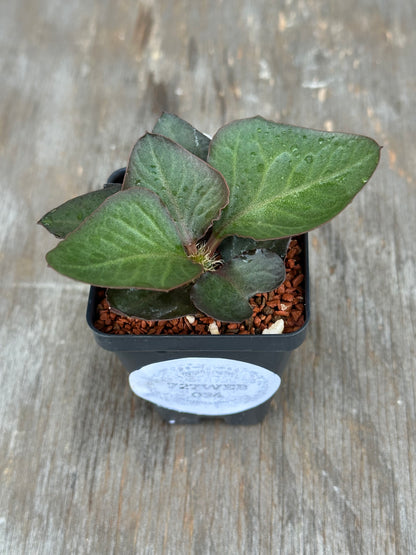 Euphorbia Francoisii Generation 2 Green Spade 727WEB034
