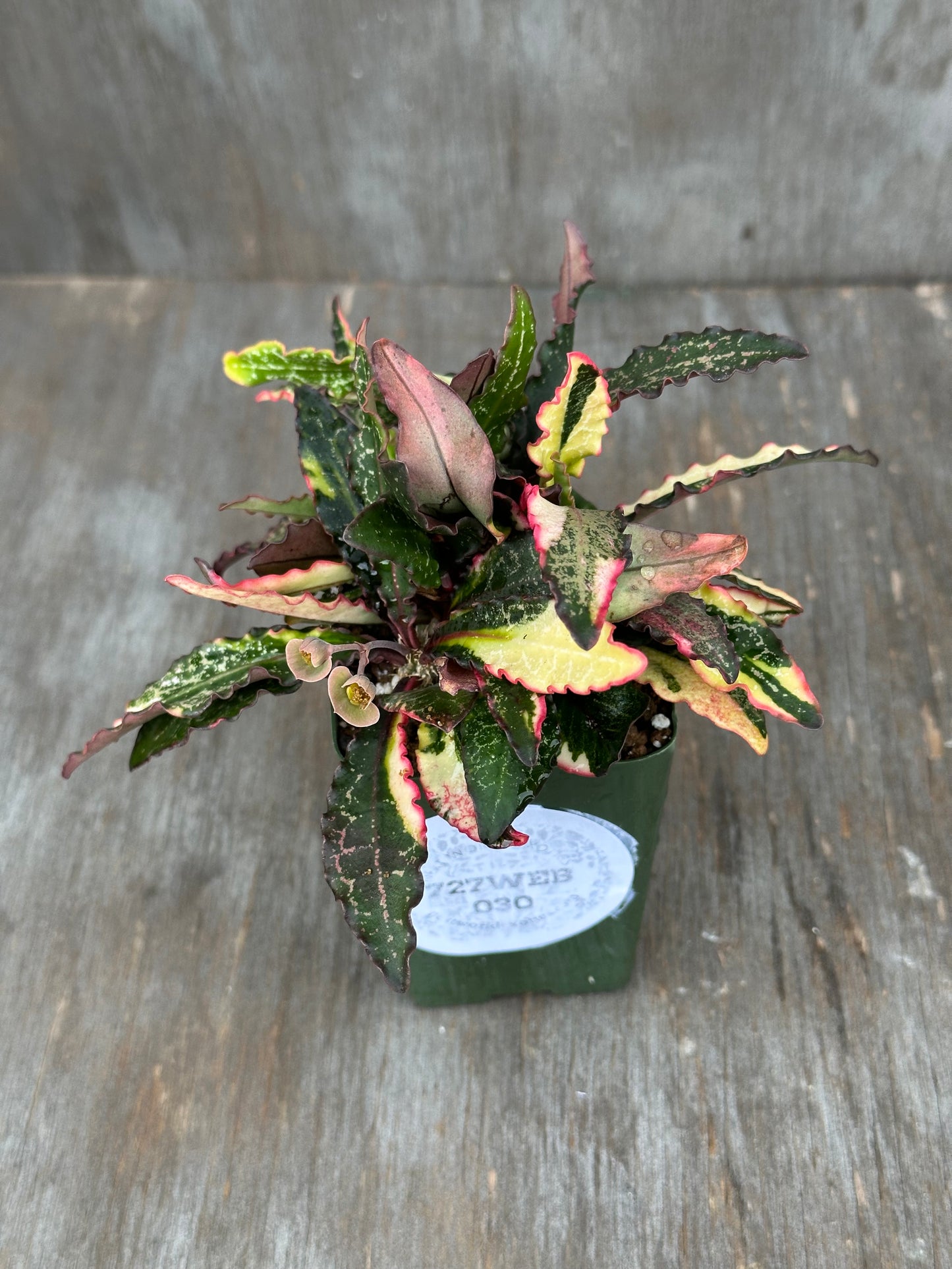 A small variegated ornamental plant with green, pink, and cream leaves, potted in a dark green plastic nursery pot with a white paper label, placed on a gray wooden surface.