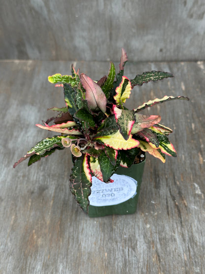 A small variegated ornamental plant with green, pink, and cream leaves, potted in a dark green plastic nursery pot with a white paper label, placed on a gray wooden surface.