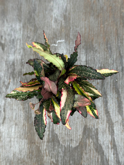 Euphorbia Francoisii Generation 2 Long Leaf Variegated 727WEB030