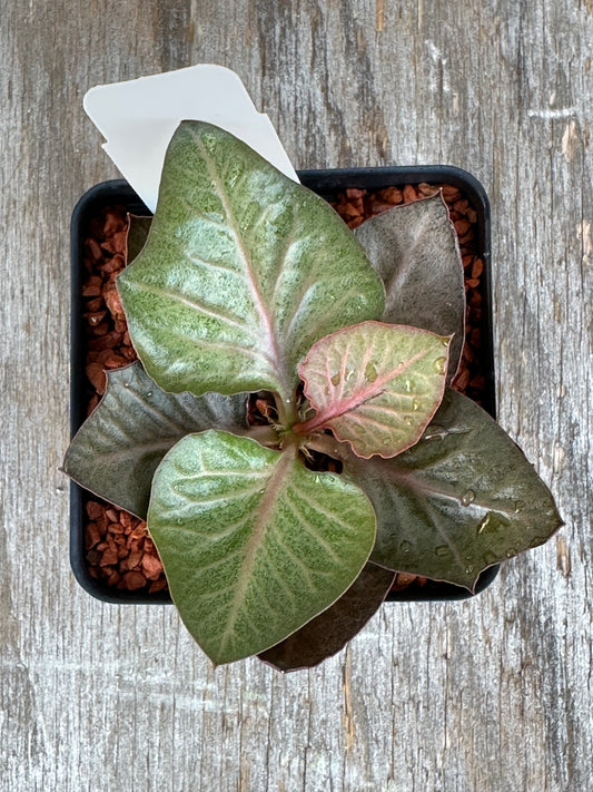 Euphorbia Francoisii Generation 2 Pink Veins 727WEB020