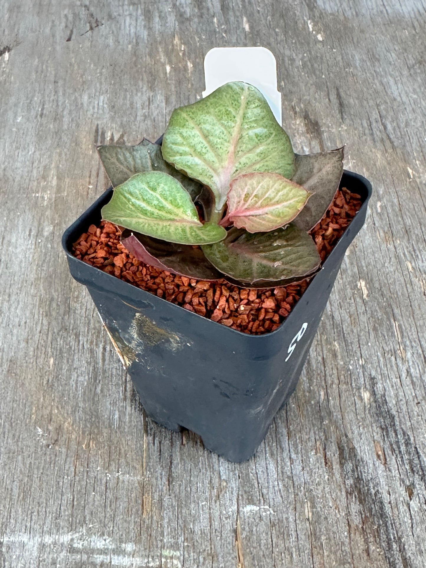 Euphorbia Francoisii Generation 2 Pink Veins 727WEB020