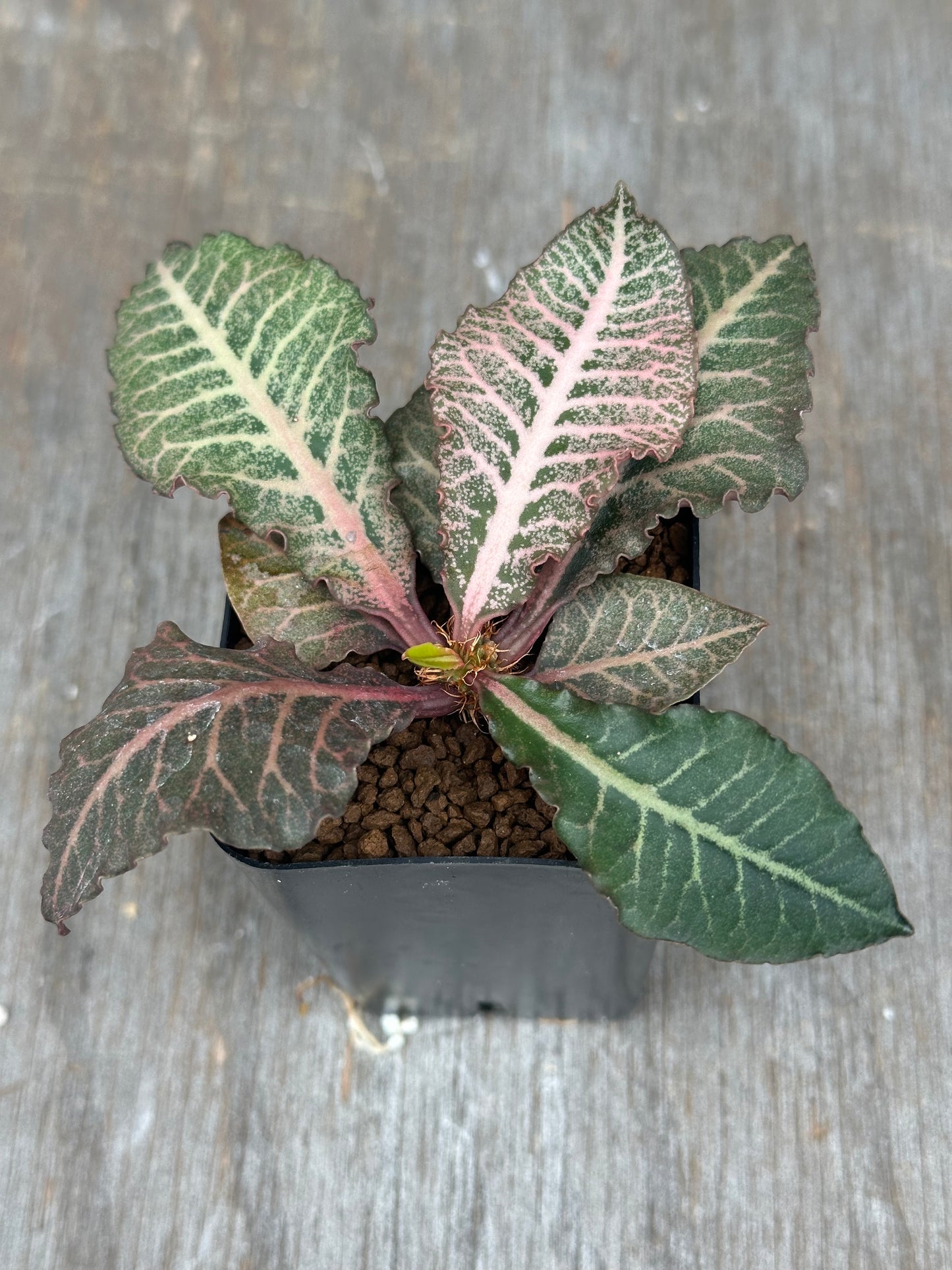 Euphorbia Francoisii Gen 2 Pink Veins 803WEB028